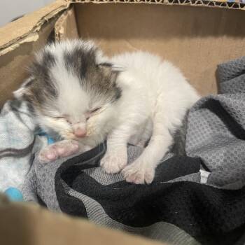 Robby -  Domestic Short Hair Cat for Adoption in Tampa, Florida - Robby | PetCurious