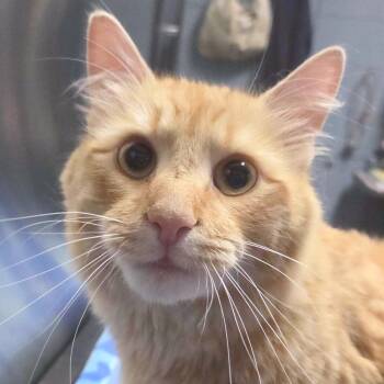 Ganche -  Domestic Medium Hair Cat for Adoption in Providence, Rhode Island - Ganche | PetCurious