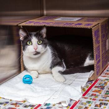 Kate -  Domestic Short Hair Cat for Adoption in Hattiesburg, Mississippi - Kate | PetCurious
