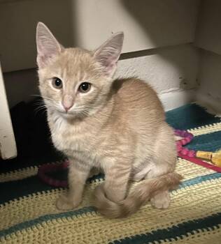 Pepper Jack -  Domestic Short Hair Cat for Adoption in Tucson, Arizona - Pepper Jack | PetCurious