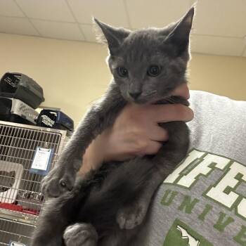 Winky -  Domestic Medium Hair Cat for Adoption in Titusville, Florida - Winky | PetCurious
