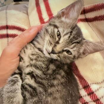 Grandma Jr. (Poppy) -  Domestic Short Hair Cat for Adoption in Wilmington, Delaware - Grandma Jr. (Poppy) | PetCurious