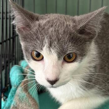 Gracie -  Domestic Short Hair Cat for Adoption in Johnstown, Pennsylvania - Gracie | PetCurious