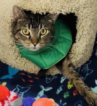 HARVEY -  Domestic Short Hair Cat for Adoption in Joshua Tree, California - HARVEY | PetCurious