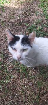 Devon Rex Cats Available for Adoption in Polk City, Florida - Calvin | PetCurious