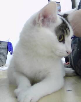 Rescue Domestic Short Hair Cats for Adoption in Dayton, Minnesota - Pistachio | PetCurious