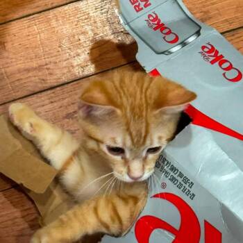 Bunny -  Domestic Short Hair Cat for Adoption in Newborn, Georgia - Bunny | PetCurious