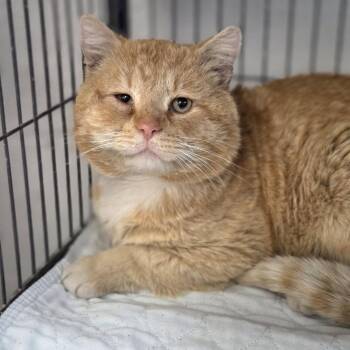 Domestic Short Hair Cats Available for Adoption - Chucky-C | PetCurious