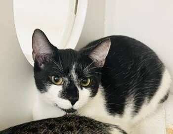 Rescue Domestic Short Hair Cats for Adoption in Savannah, Georgia - Tanto | PetCurious