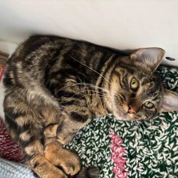 Gemma -  Domestic Short Hair Cat for Adoption in Des Moines, Iowa - Gemma | PetCurious