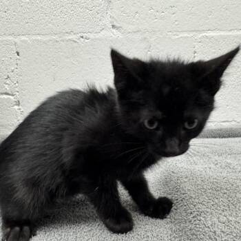 Jay -  Domestic Short Hair Cat for Adoption in Brentwood, Missouri - Jay | PetCurious