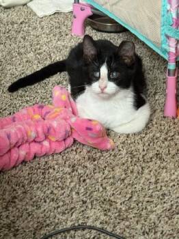 Rescue Tuxedo Cats for Adoption in Deltona, Florida - Nico | PetCurious