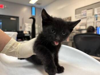 Domestic Short Hair Cats Available for Adoption in Thousand Palms, California - ONYX | PetCurious