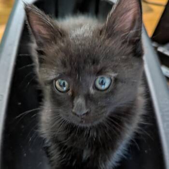 26-147 Binks -  Domestic Short Hair Cat for Adoption in North Branford, Connecticut - 26-147 Binks | PetCurious