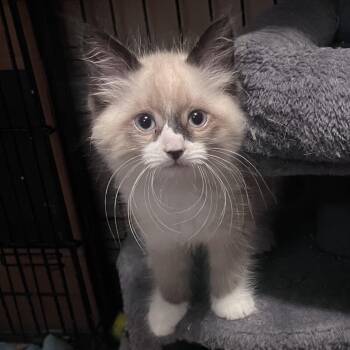 Nikon -  Domestic Short Hair Cat for Adoption in Pontiac, Michigan - Nikon | PetCurious