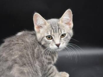 Hester -  Domestic Short Hair Cat for Adoption in Portland, Oregon - Hester | PetCurious
