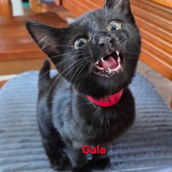 Gala -  Domestic Short Hair Cat for Adoption in Buffalo, New York - Gala | PetCurious