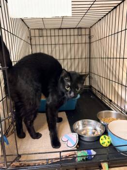 Domestic Short Hair Cats Available for Adoption in Greenville, Delaware - Hera (FCID# 04/22/2026 - 145) Willow Grove | PetCurious