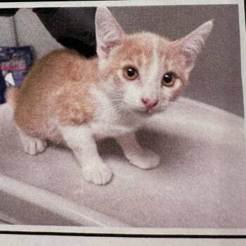 Candy Corn -  Domestic Short Hair Cat for Adoption in Antioch, California - Candy Corn | PetCurious