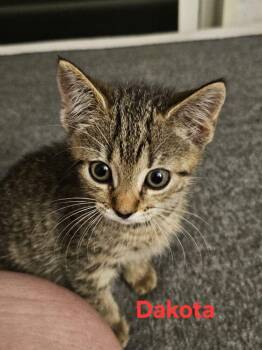 Domestic Short Hair Cats Available for Adoption in St. Cloud, Florida - Dakota | PetCurious