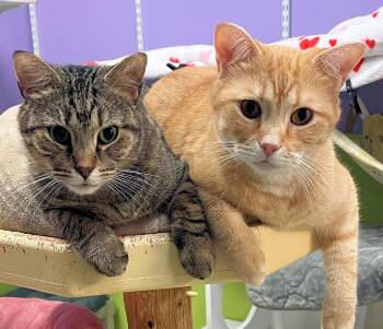 Rescue Domestic Short Hair Cats for Adoption in Cincinnati, Ohio - Sultan And Prince | PetCurious