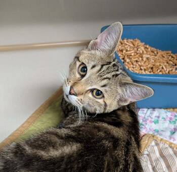 Apple -  Domestic Short Hair Cat for Adoption in Wetaskiwin, Alberta - Apple | PetCurious