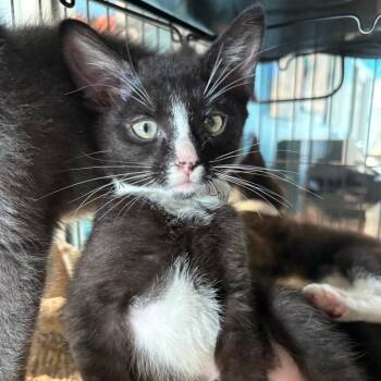 Pixie AKA Dobby -  Domestic Short Hair Cat for Adoption in Chesapeake, Virginia - Pixie AKA Dobby | PetCurious