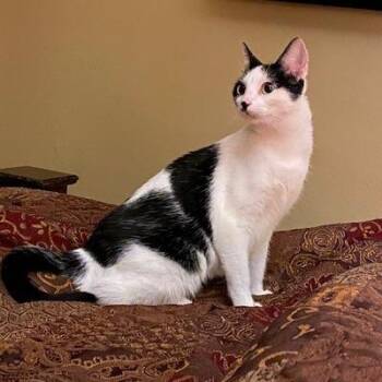 Rescue Domestic Short Hair Cats for Adoption in San Tan Valley, Arizona - Dolly | PetCurious