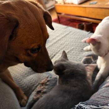 Domestic Short Hair Cats Available for Adoption - Gracie | PetCurious