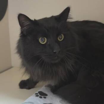 Jack -  Domestic Long Hair Cat for Adoption in Las Vegas, Nevada - Jack | PetCurious