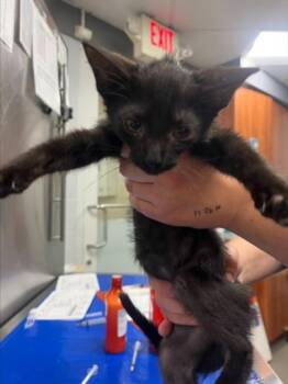 CORIANDER -  Domestic Short Hair Cat for Adoption in Hagerstown, Maryland - CORIANDER | PetCurious