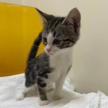 Anise -  Domestic Short Hair Cat for Adoption in Tulsa, Oklahoma - Anise | PetCurious