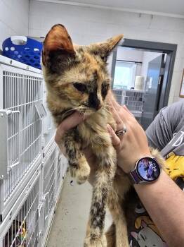 Jasmine -  Domestic Short Hair Cat for Adoption in Camden, Tennessee - Jasmine | PetCurious