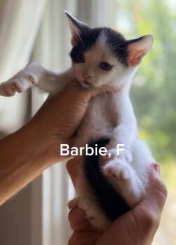 Barbie -  Domestic Short Hair Cat for Adoption in Shrewsbury, Massachusetts - Barbie | PetCurious