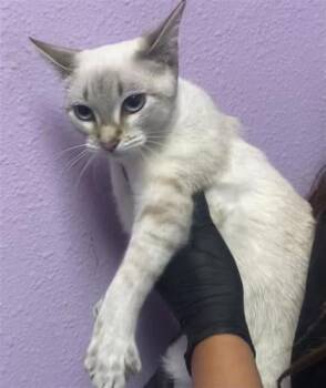 61803898 -  Domestic Short Hair Cat for Adoption in El Paso, Texas - 61803898 | PetCurious
