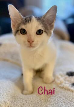 Chai -  Domestic Short Hair Cat for Adoption in Reston, Virginia - Chai | PetCurious