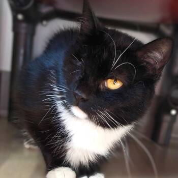 Rescue Domestic Medium Hair Cats for Adoption in Belmont, New York - Cher | PetCurious