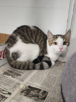 Rescue Domestic Short Hair and Tabby Cats for Adoption in Lexington, Tennessee - BRYCE | PetCurious