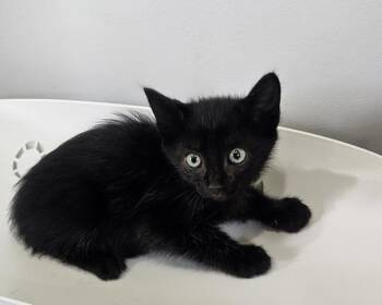 Jinx -  Domestic Short Hair Cat for Adoption in Cleveland, Tennessee - Jinx | PetCurious