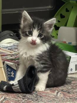 Hamper -  Domestic Short Hair Cat for Adoption in Fruit Heights, Utah - Hamper | PetCurious
