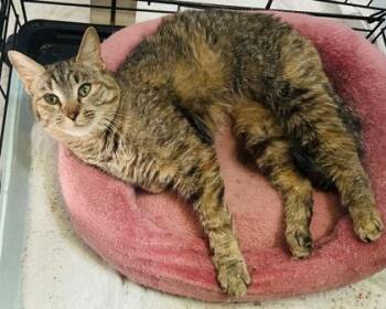 Domestic Short Hair Cats Available for Adoption in Wilkesboro, North Carolina - Allegra | PetCurious