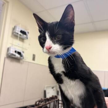 Imogen -  Domestic Short Hair Cat for Adoption in Chicago, Illinois - Imogen | PetCurious