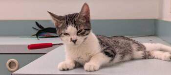 Oscar -  Domestic Short Hair Cat for Adoption in South Bend, Indiana - Oscar | PetCurious