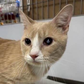 Rescue Domestic Short Hair Cats for Adoption in New York, New York - Skylar | PetCurious