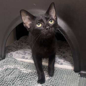 Maggie -  Domestic Short Hair Cat for Adoption in Nashville, Tennessee - Maggie | PetCurious