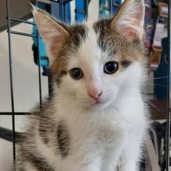 Nubbins -  Domestic Short Hair Cat for Adoption in Dayton, Ohio - Nubbins | PetCurious