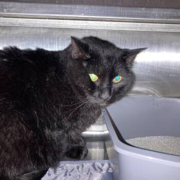 Pwincess -  Domestic Short Hair Cat for Adoption in West Des Moines, Iowa - Pwincess | PetCurious