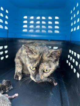 Rescue Domestic Short Hair Cats for Adoption in Houston, Texas - A637642 | PetCurious