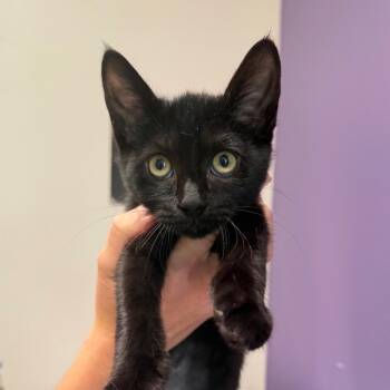 Licorice -  Domestic Short Hair Cat for Adoption in Englewood, Florida - Licorice | PetCurious