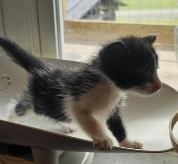 Laurie -  Domestic Short Hair Cat for Adoption in Cleveland, Tennessee - Laurie | PetCurious